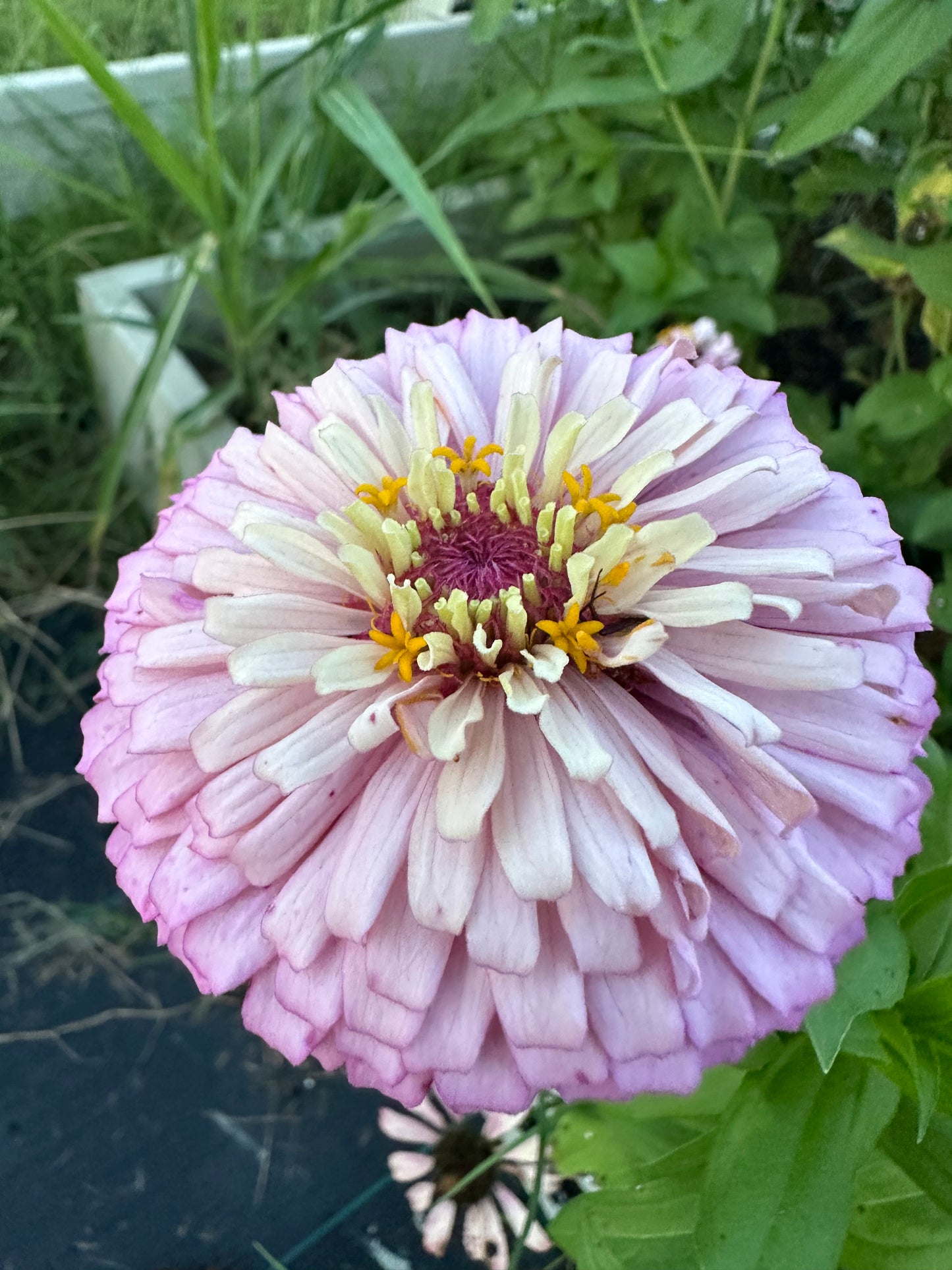 Pastel Pink Zinnia Seeds Breeder’s Pack