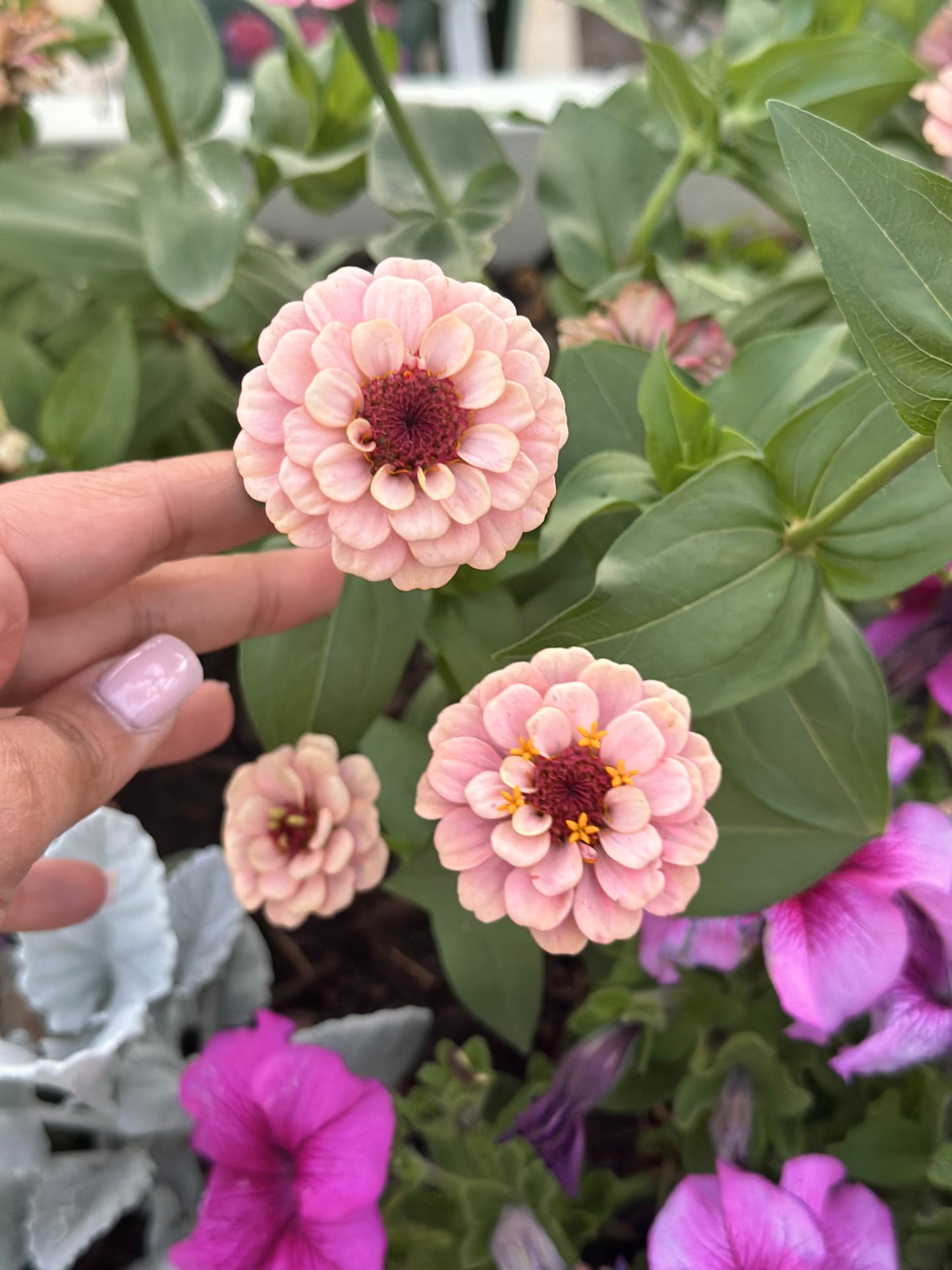 La Petite Mix Mini Zinnia Seeds