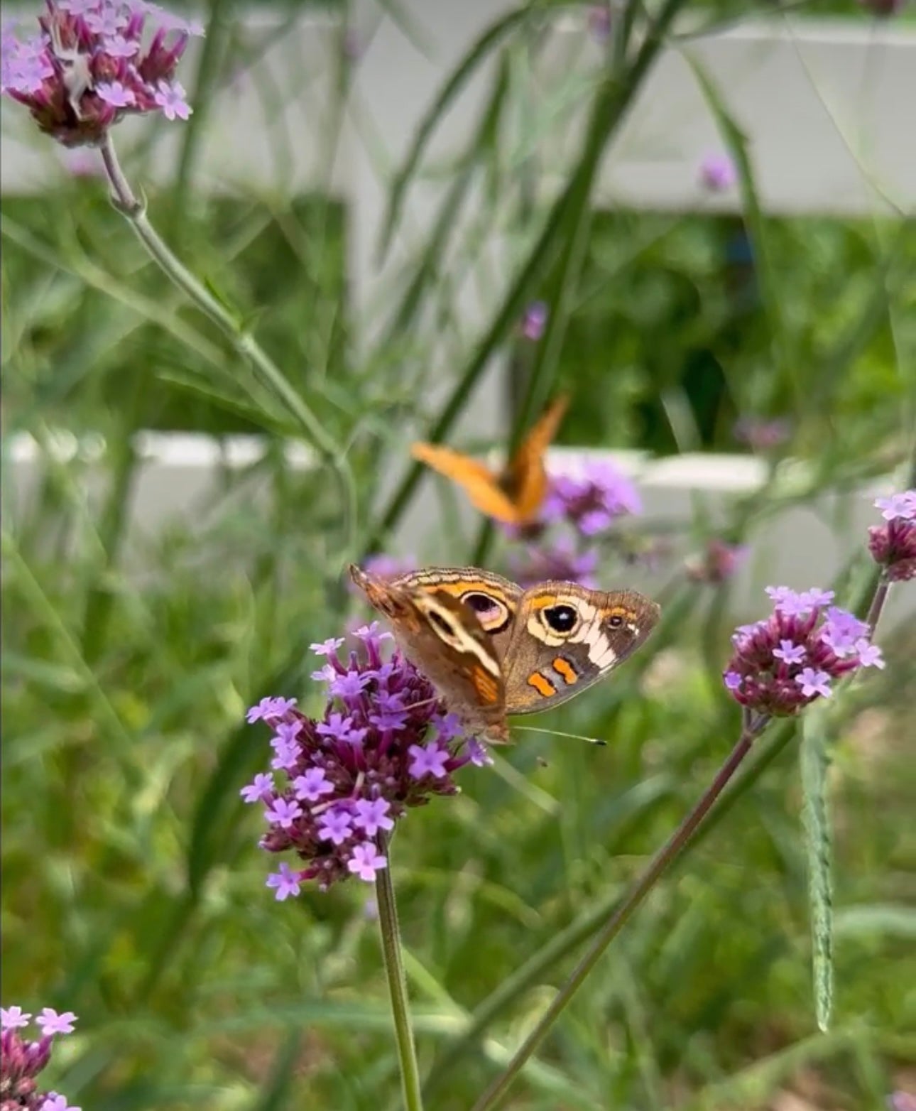 Verbena Bonariensis Cut Flower Seeds