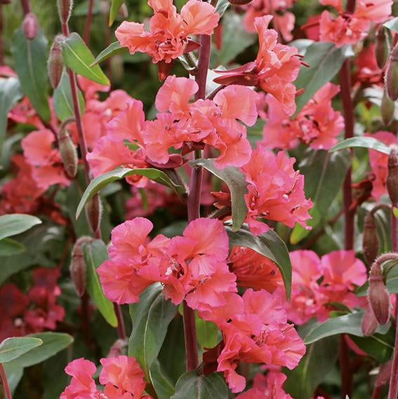 Salmon Clarkia Cut Flower Seeds