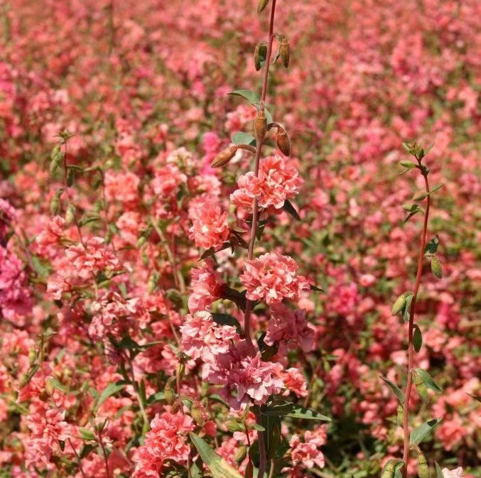 Salmon Clarkia Cut Flower Seeds