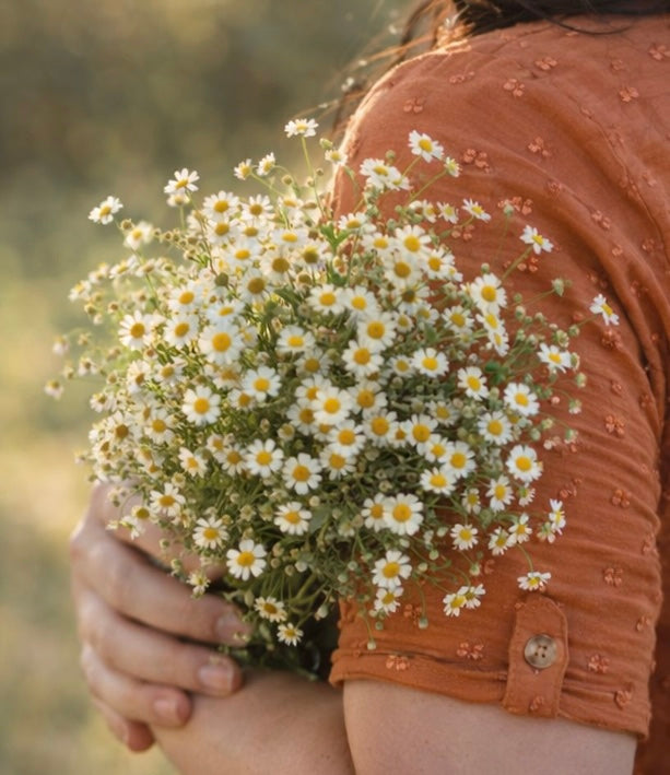 Single Feverfew Bulk Seed