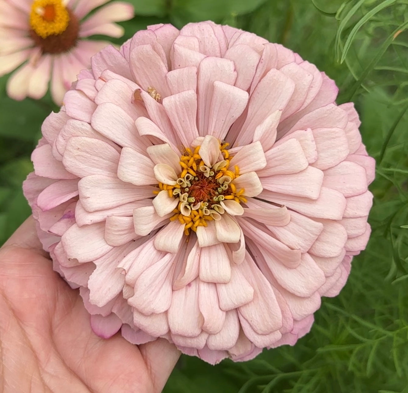 2026 Zinnia Seed Fundraiser Pack