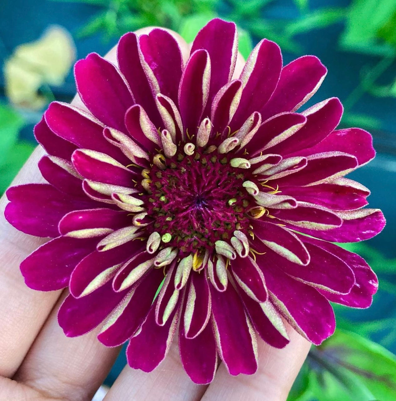 Meteor Bulk Zinnia Seed