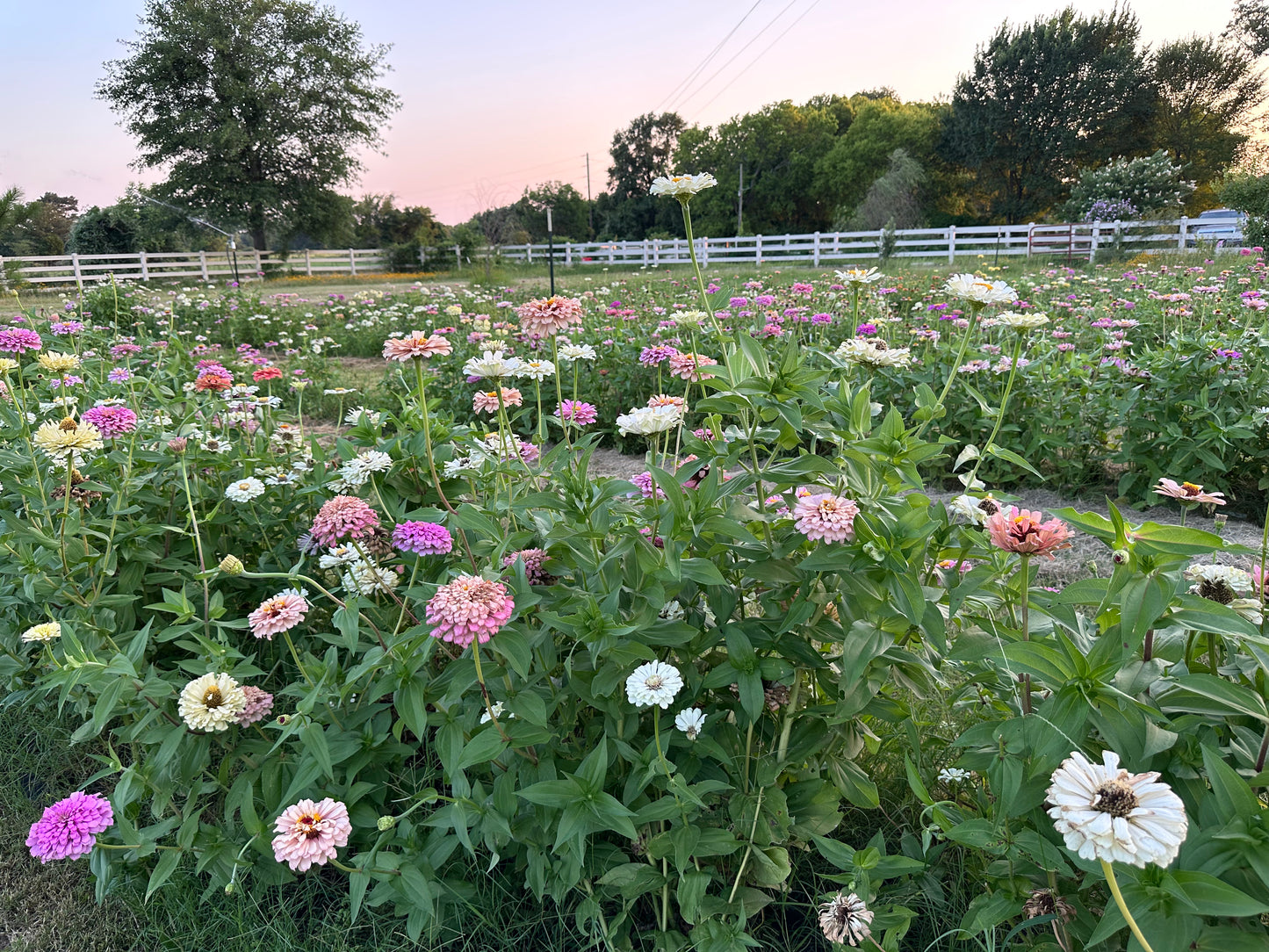 Zinnia Seed Mystery Pack
