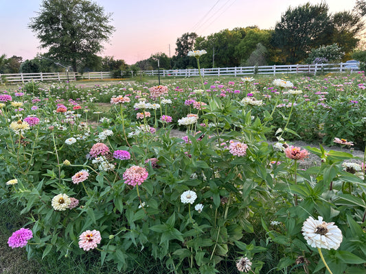 Zinnia Seed Mystery Pack