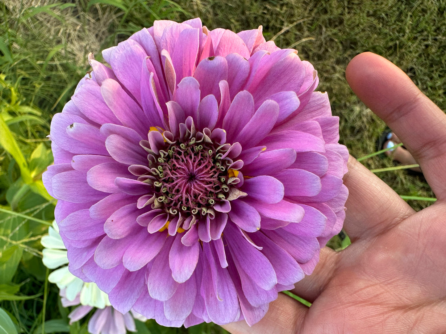 Zinnia Seed Mystery Pack