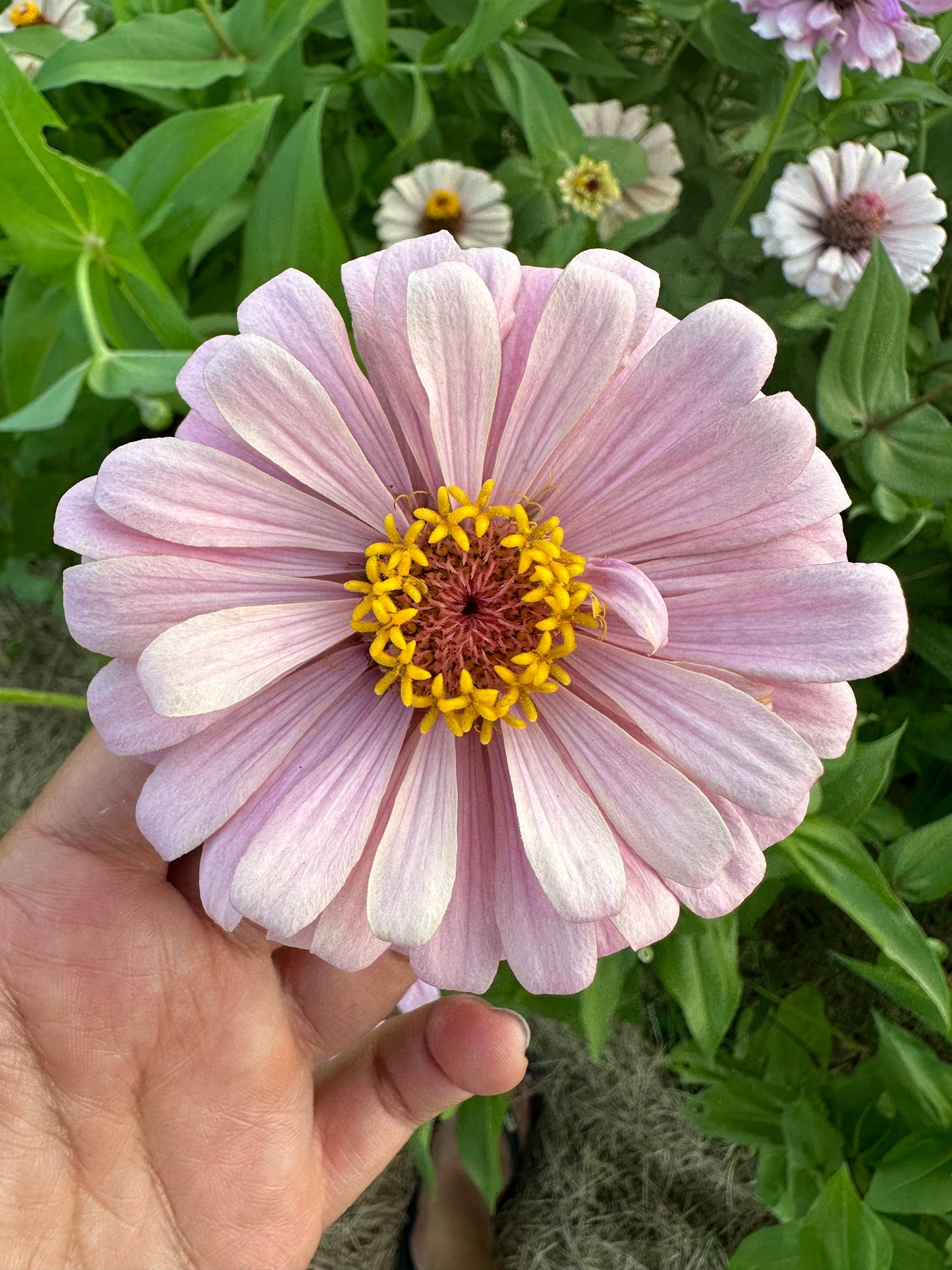 Zinnia Seed Mystery Pack