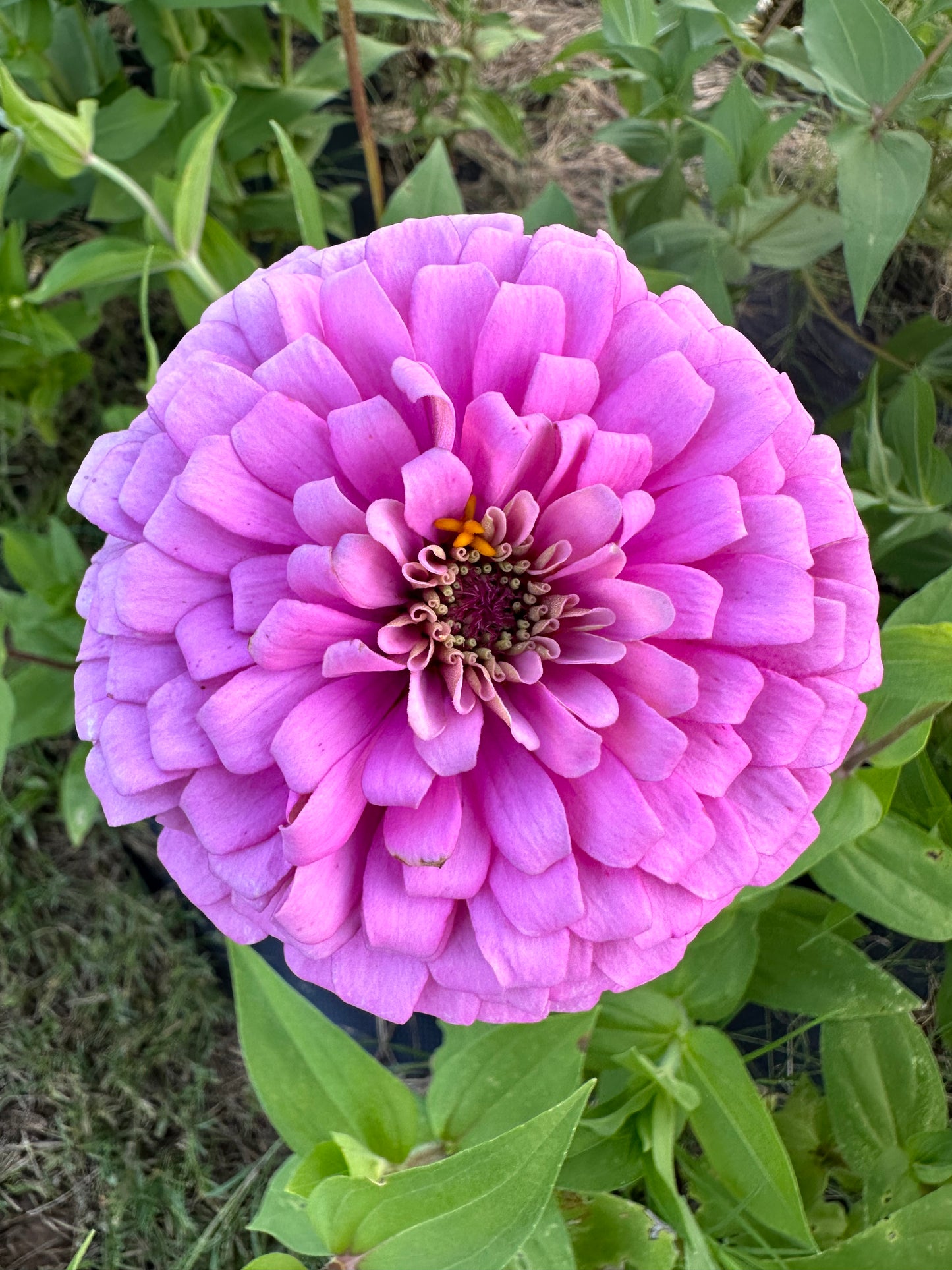 Zinnia Seed Mystery Pack