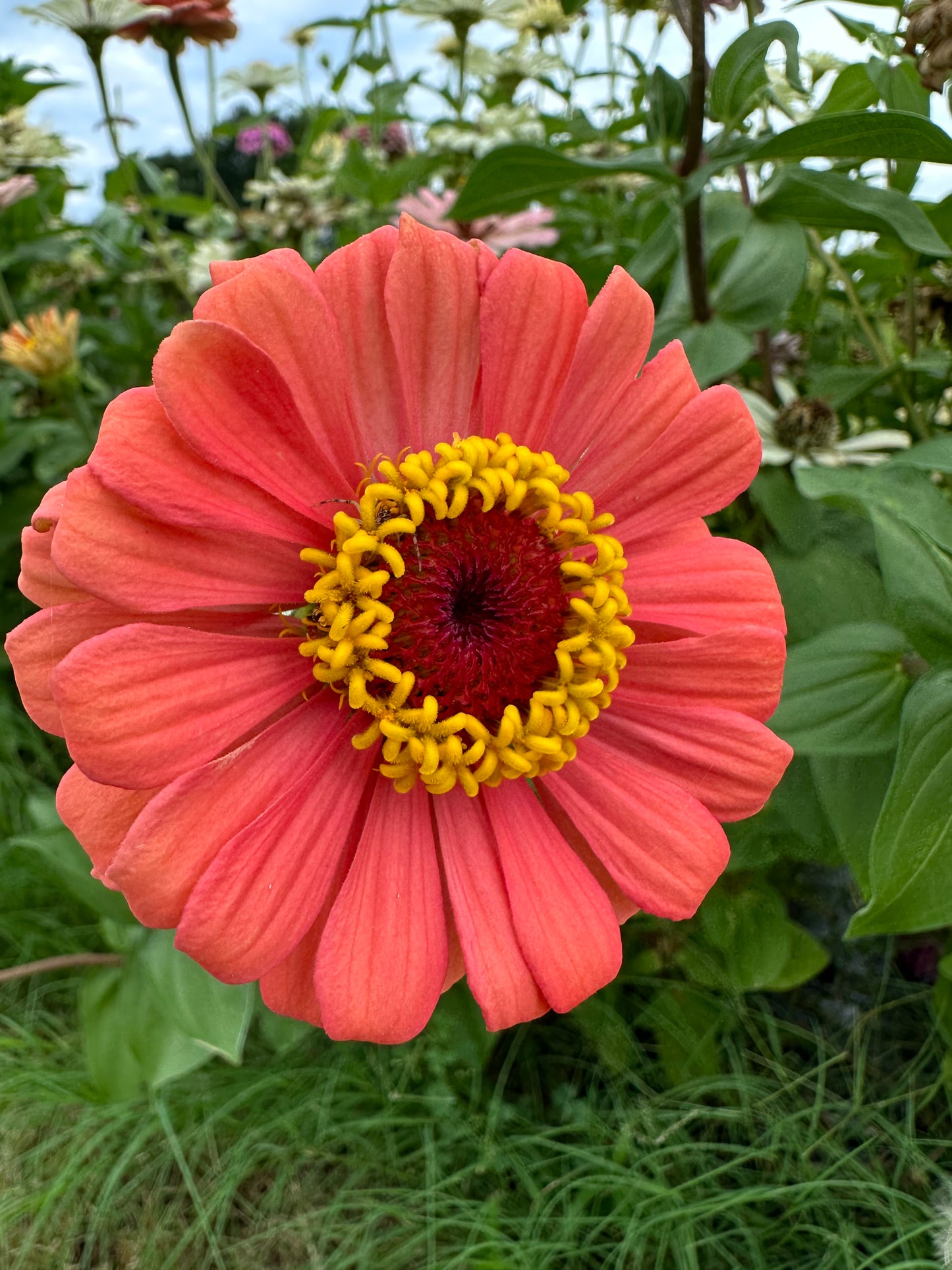 Zinnia Seed Mystery Pack