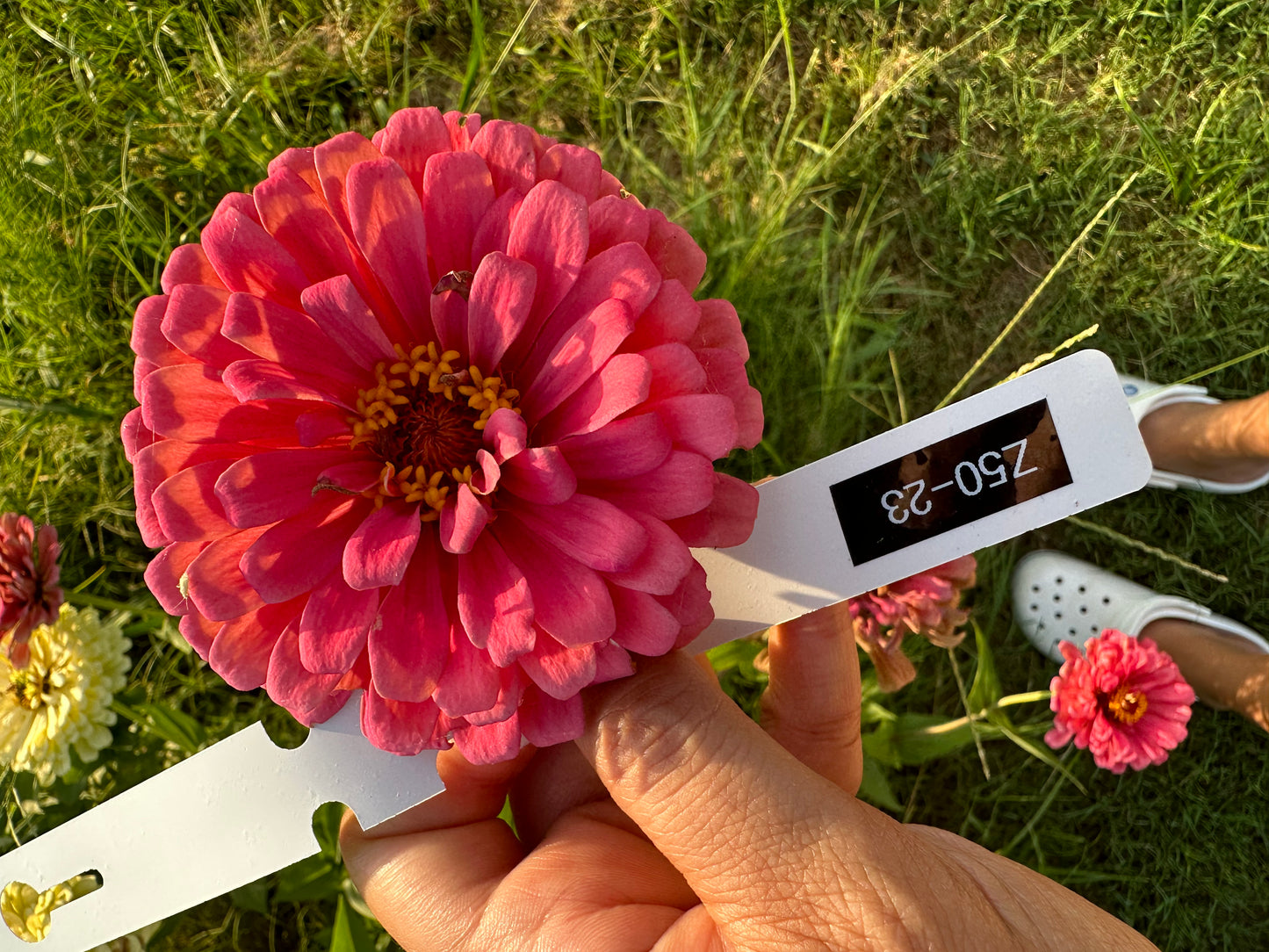 Zinnia Seed Mystery Pack