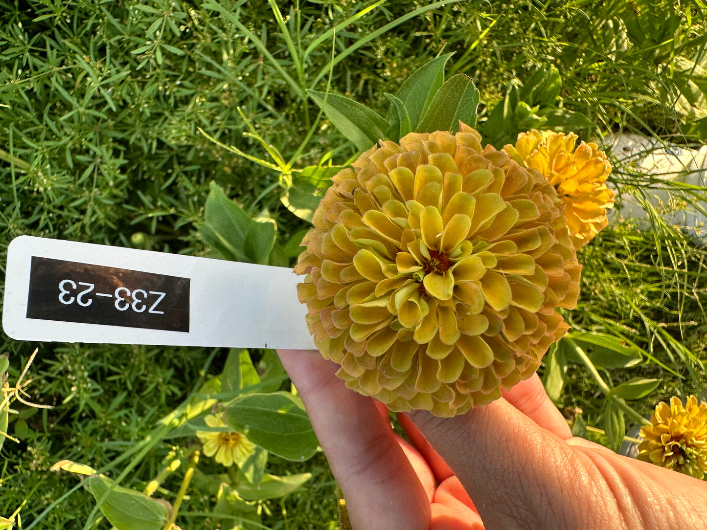 Zinnia Seed Mystery Pack