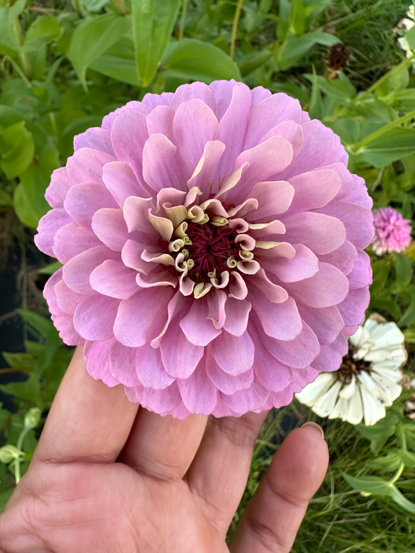 Zinnia Seed Mystery Pack