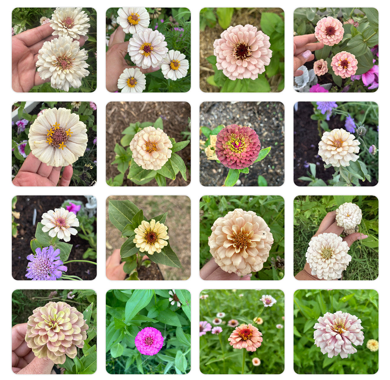 NEW!! Macaron Zinnia Seed Mix!