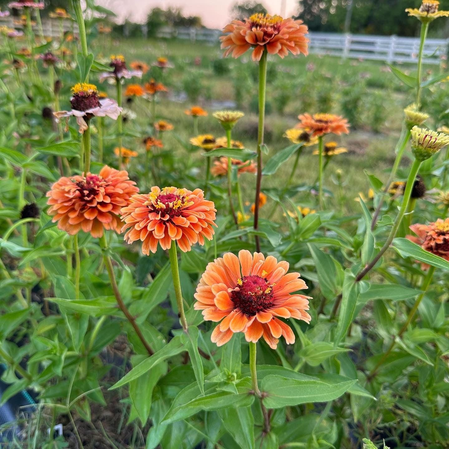 Orange/Green Exposed