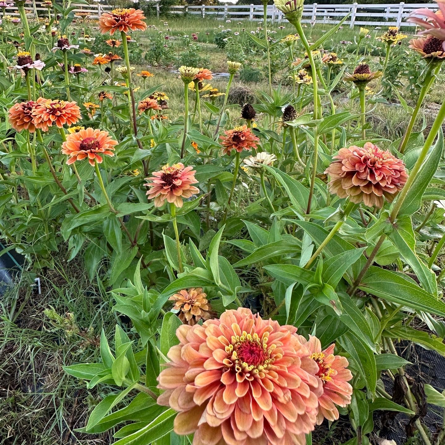 Orange/Green Exposed