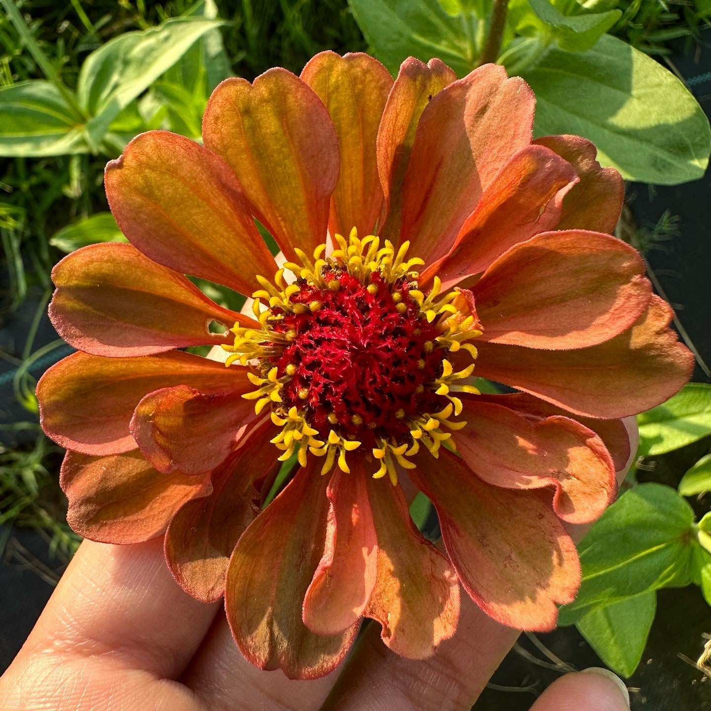 Orange/Green Exposed