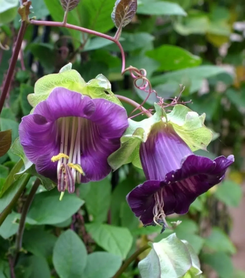 planting cup and saucer vine seeds Purple Cup And Saucer Vine Cut Flower Seeds