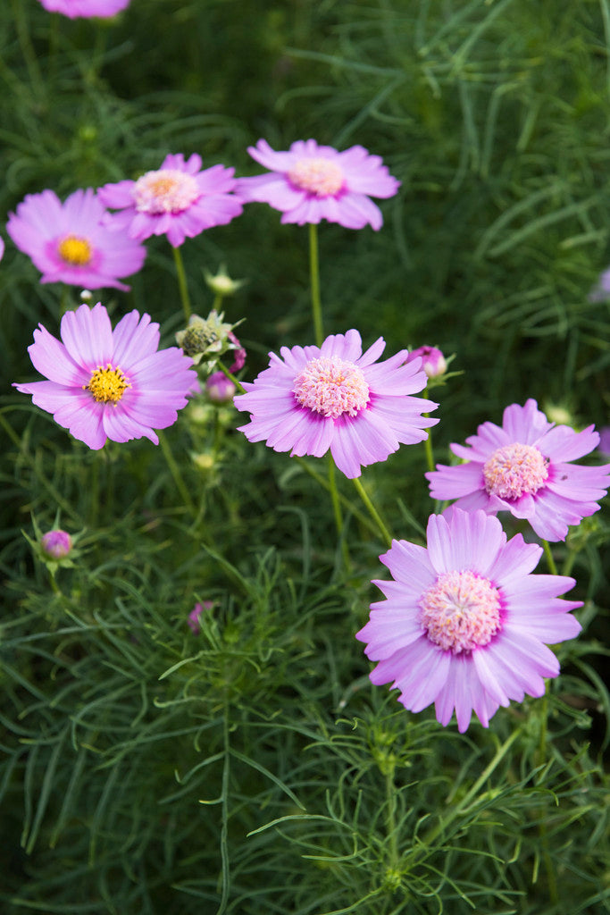 Popsocks Cosmos Strawberry Cut Flower Seeds
