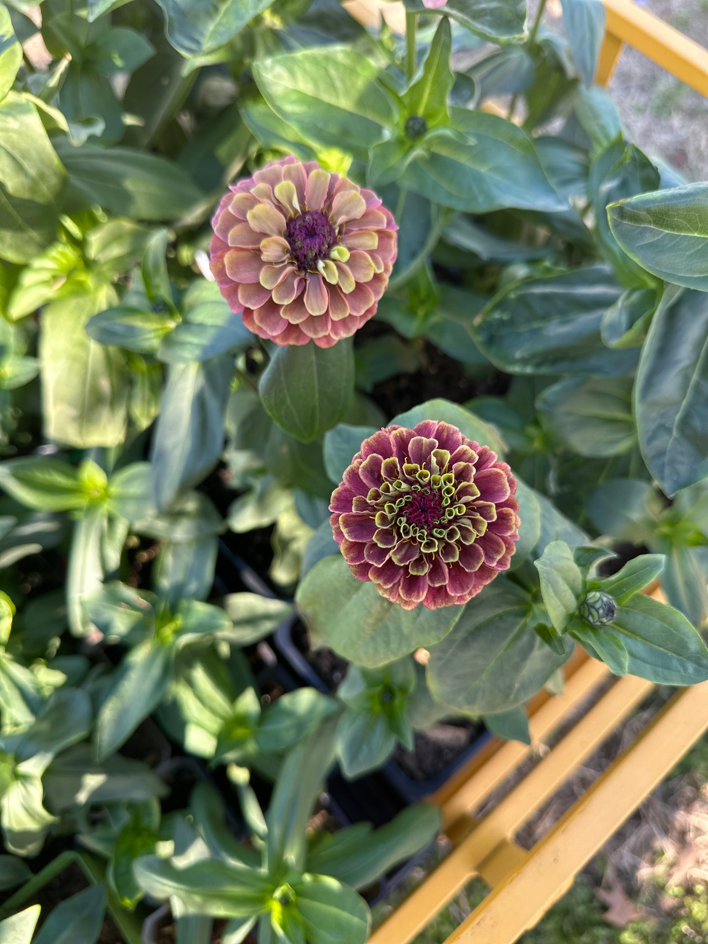 2025 Zinnia Seed Fundraiser Mix Pre-Order Shipping July 2025
