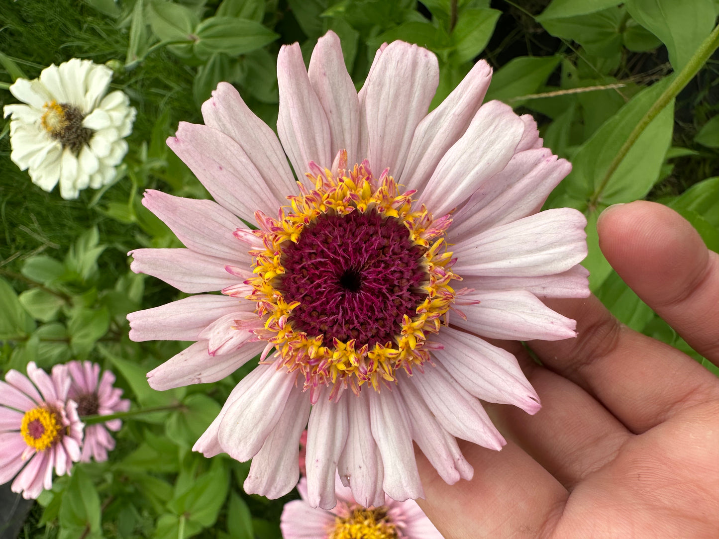 Specialty Breeder’s Pack Salmon Cross Zinnia Seeds