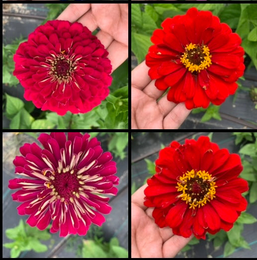 Specialty Breeder’s Pack Reds Exposed Zinnia Seeds