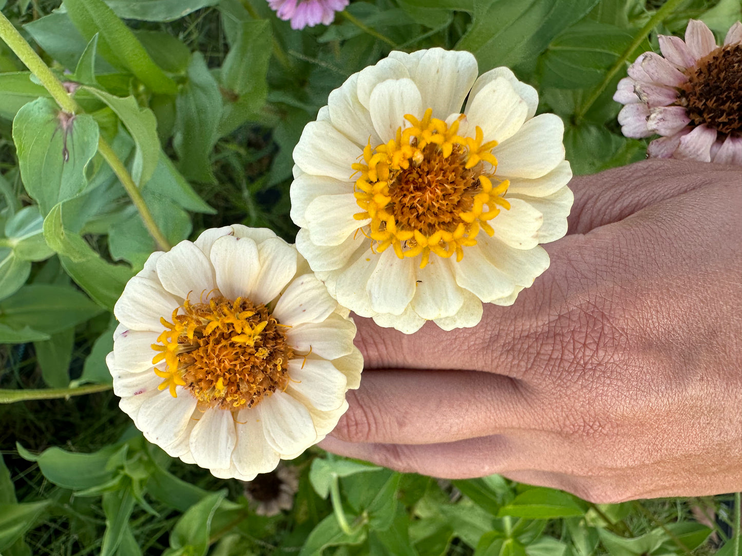La Petite Mix Mini Zinnia Seeds