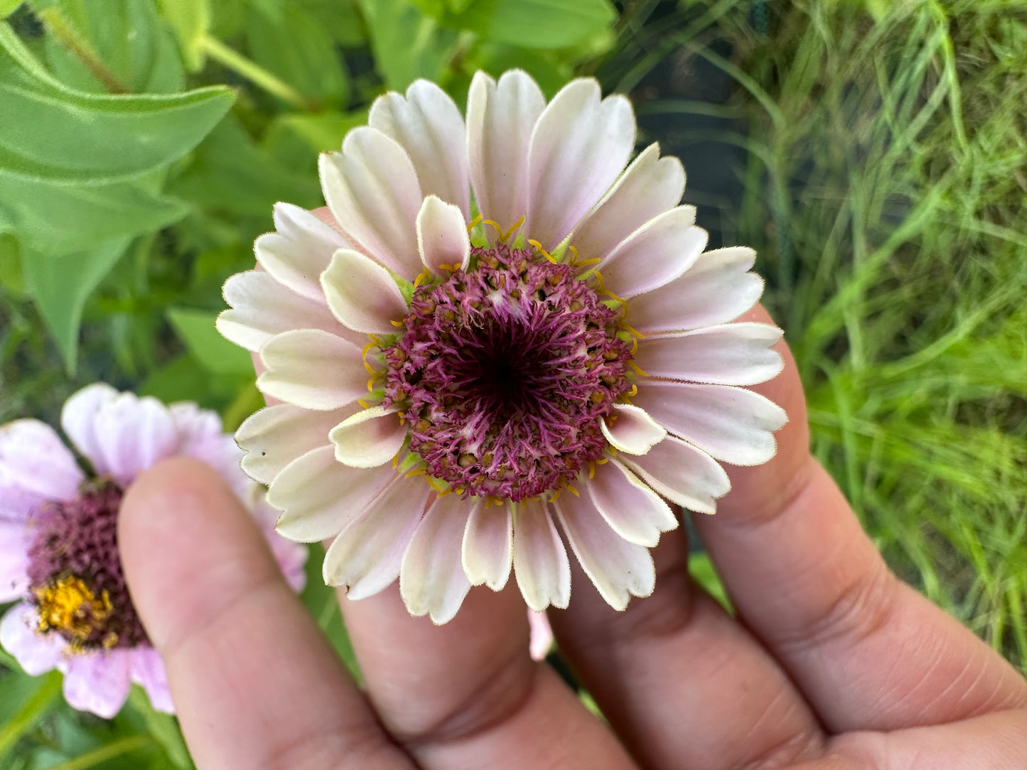 La Petite Mix Mini Zinnia Seeds