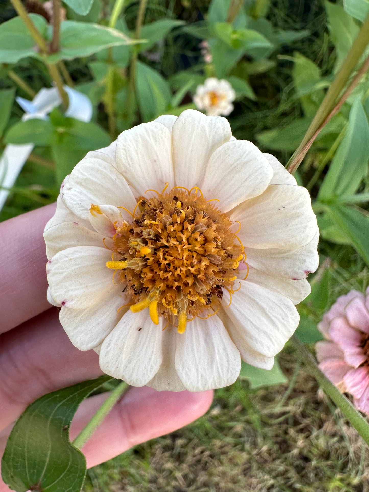 La Petite Mix Mini Zinnia Seeds