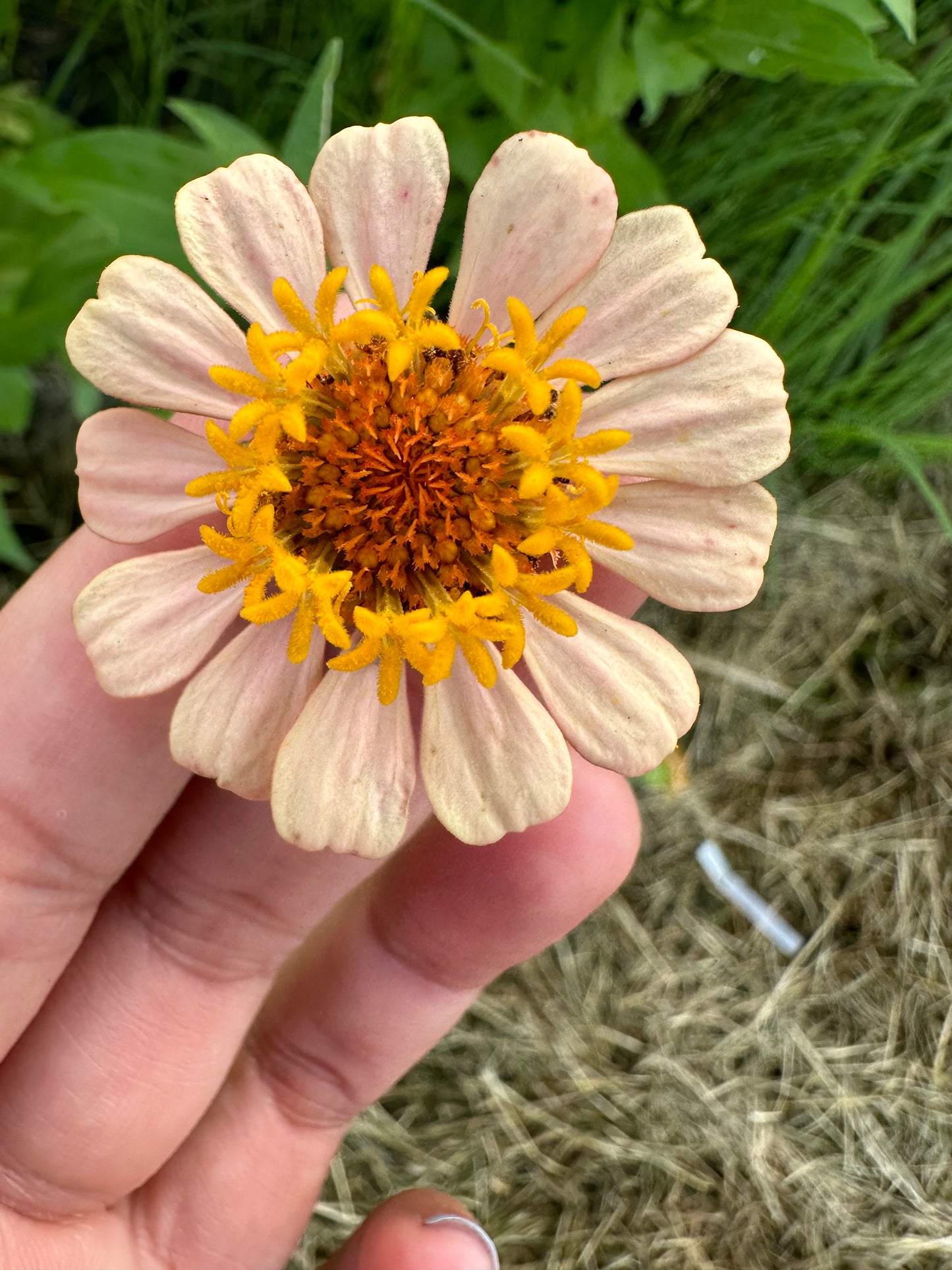La Petite Mix Mini Zinnia Seeds