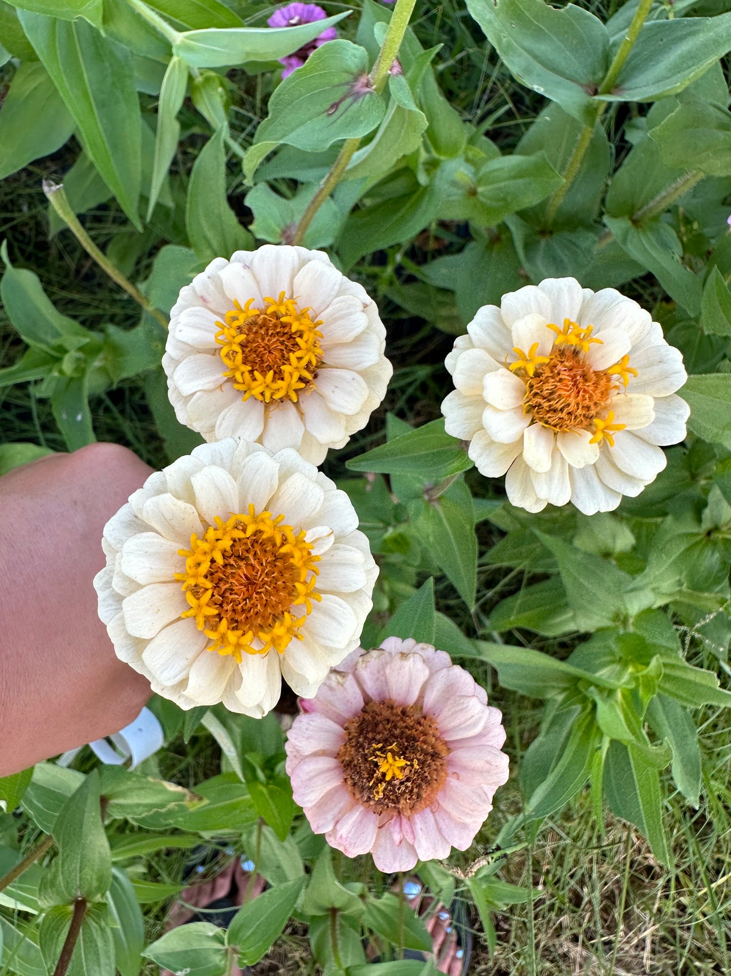 La Petite Mix Mini Zinnia Seeds
