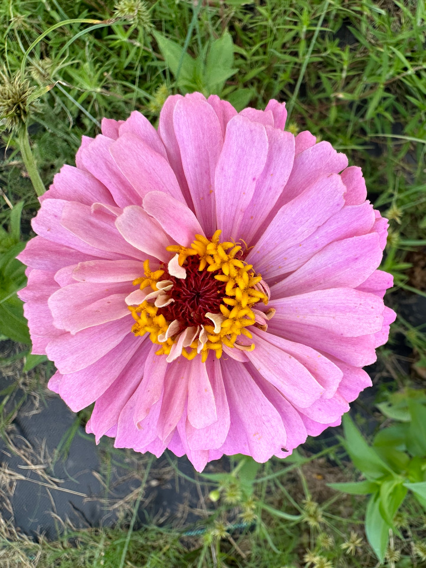 Pastel Lilacs Zinnia Seeds
