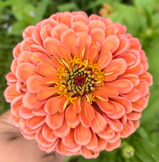 Specialty Breeder’s Pack Salmon Cross Zinnia Seeds