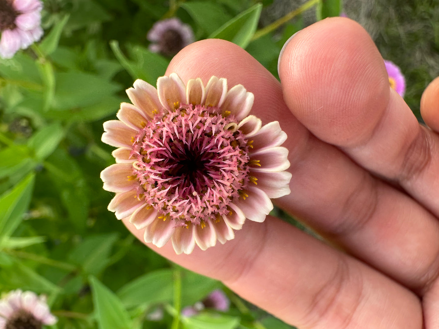 La Petite Mix Mini Zinnia Seeds