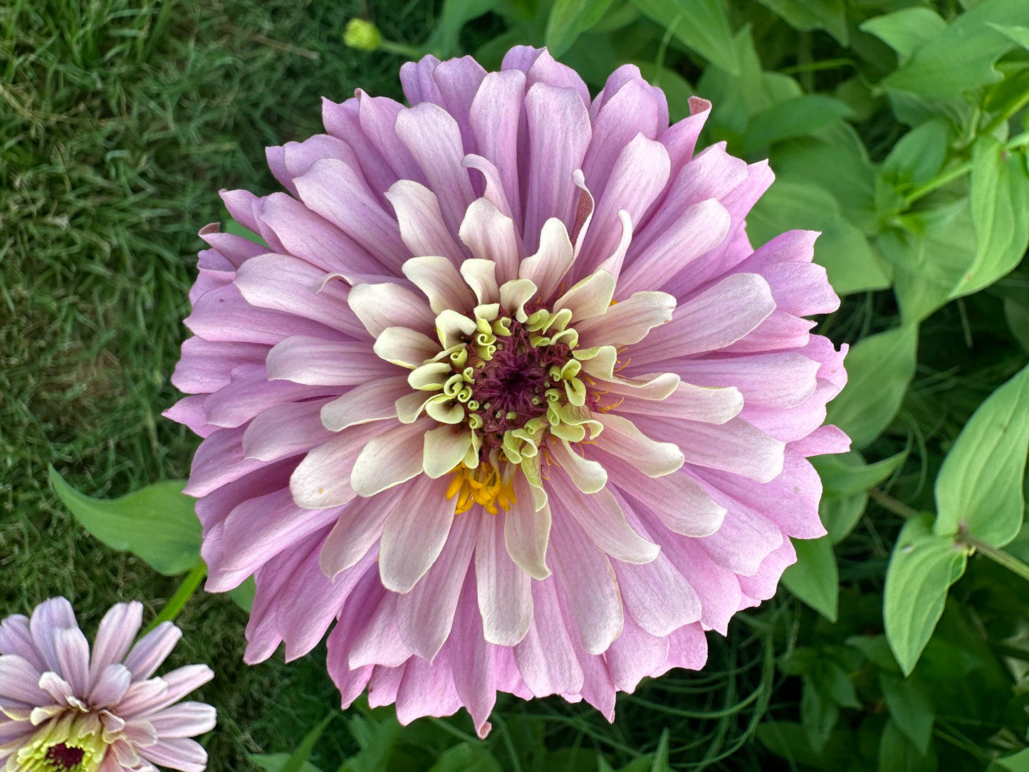 Pastel Lilacs Zinnia Seeds