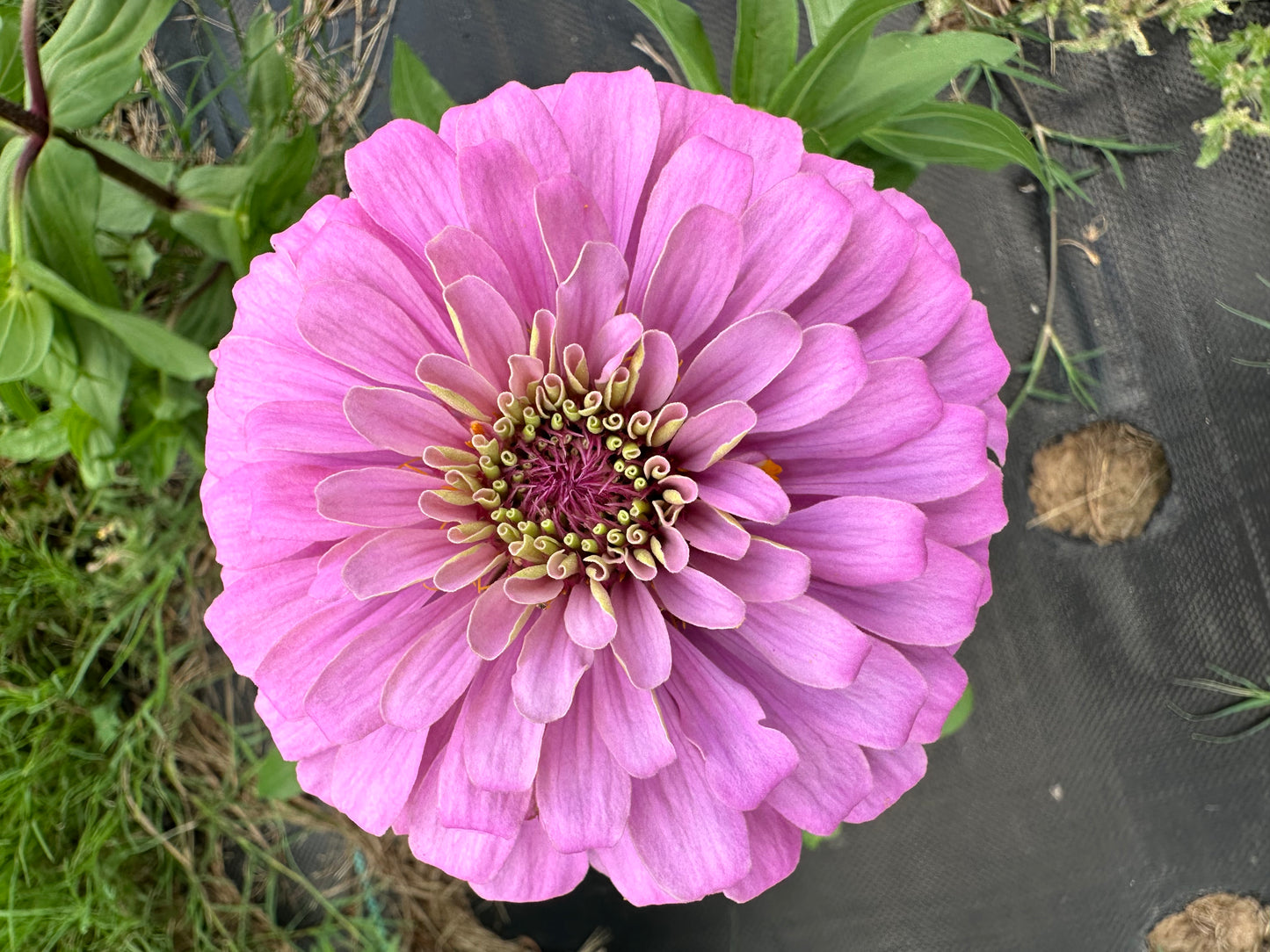 Pastel Lilacs Zinnia Seeds