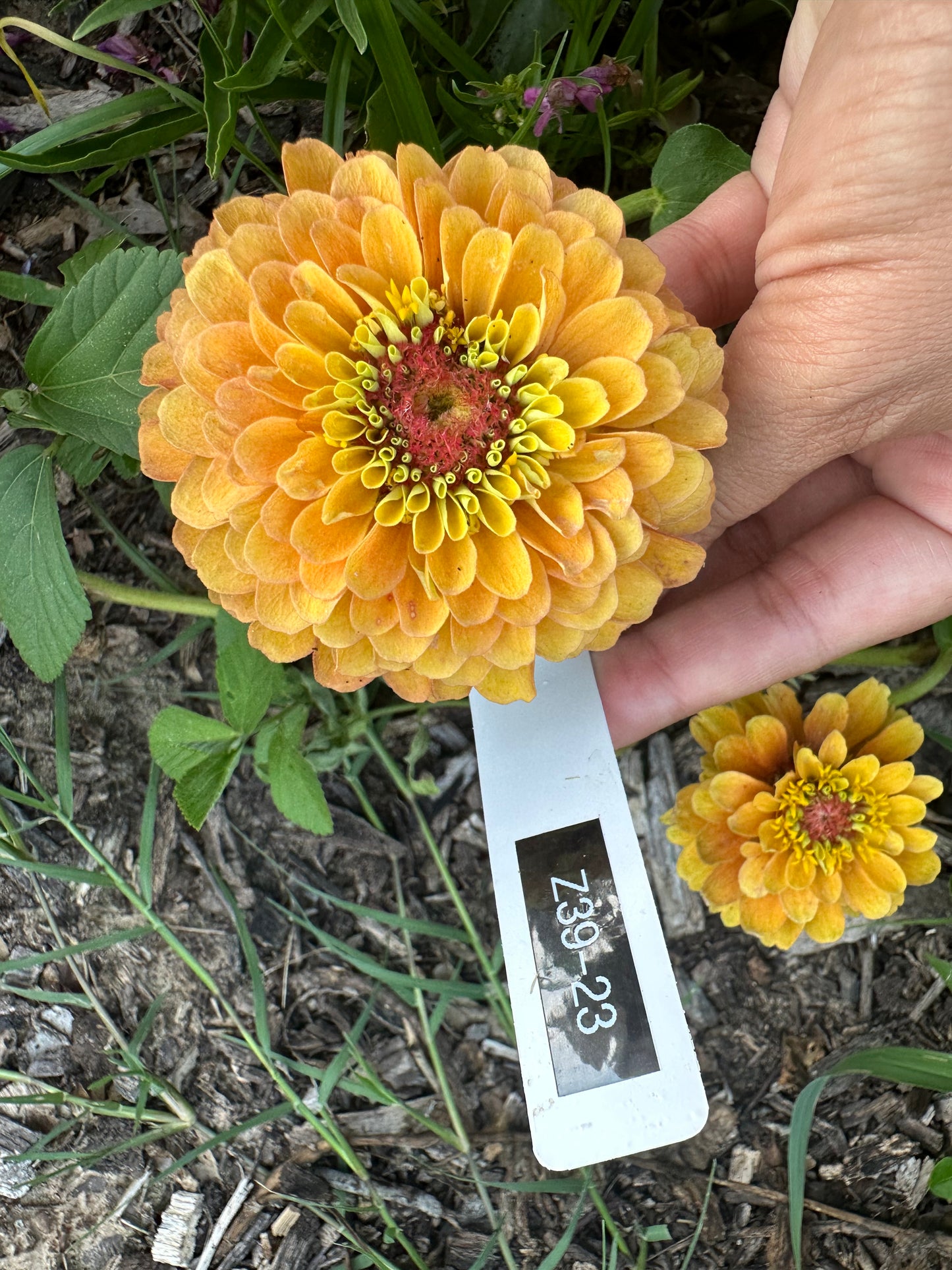 Marmalade Zinnia Seeds