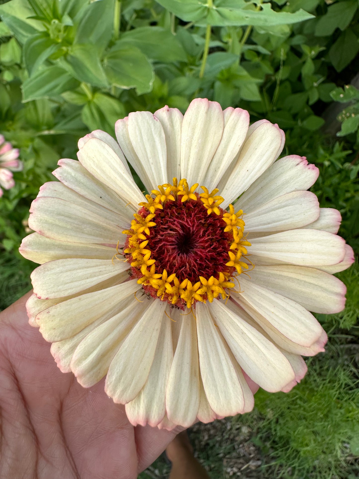 Specialty Breeder’s Pack Salmon Cross Zinnia Seeds