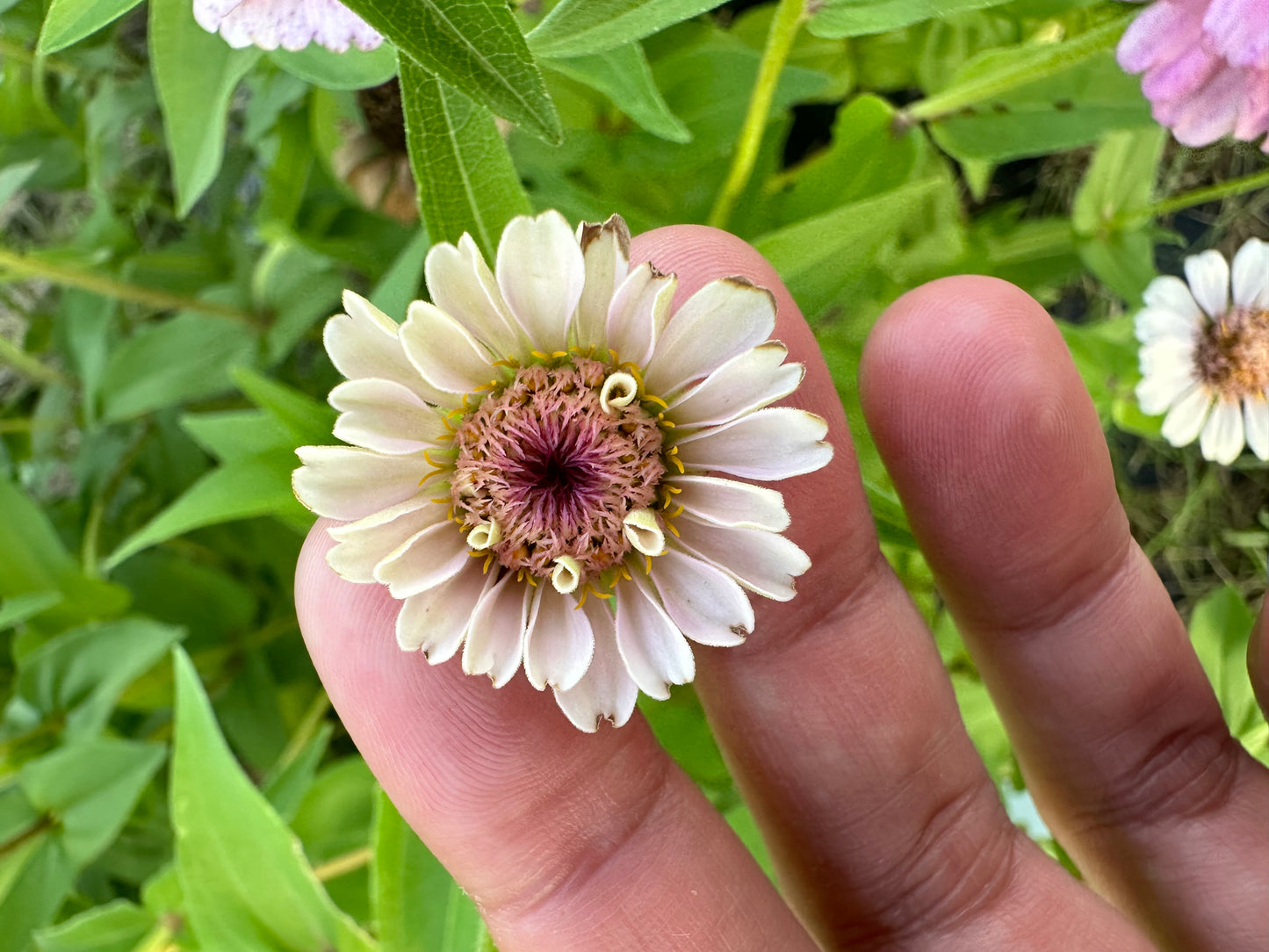 La Petite Mix Mini Zinnia Seeds