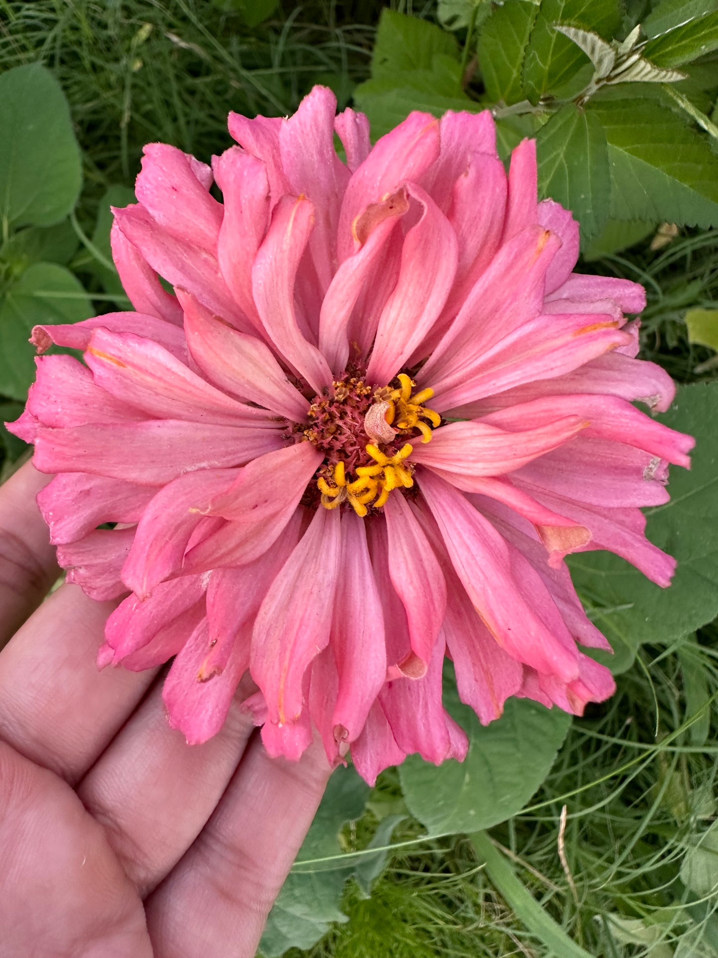 Specialty Breeder’s Pack Salmon Cross Zinnia Seeds