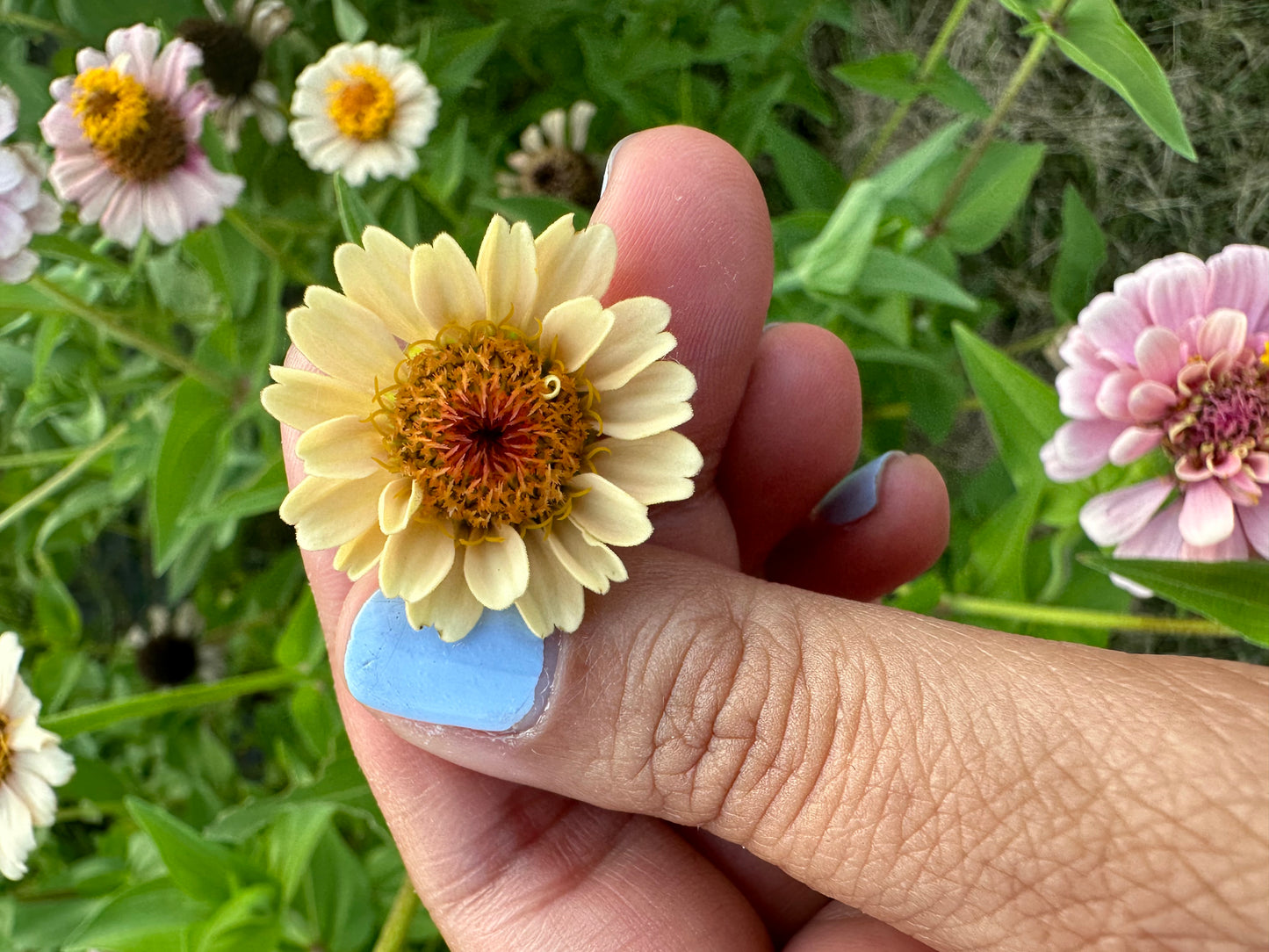 La Petite Mix Mini Zinnia Seeds