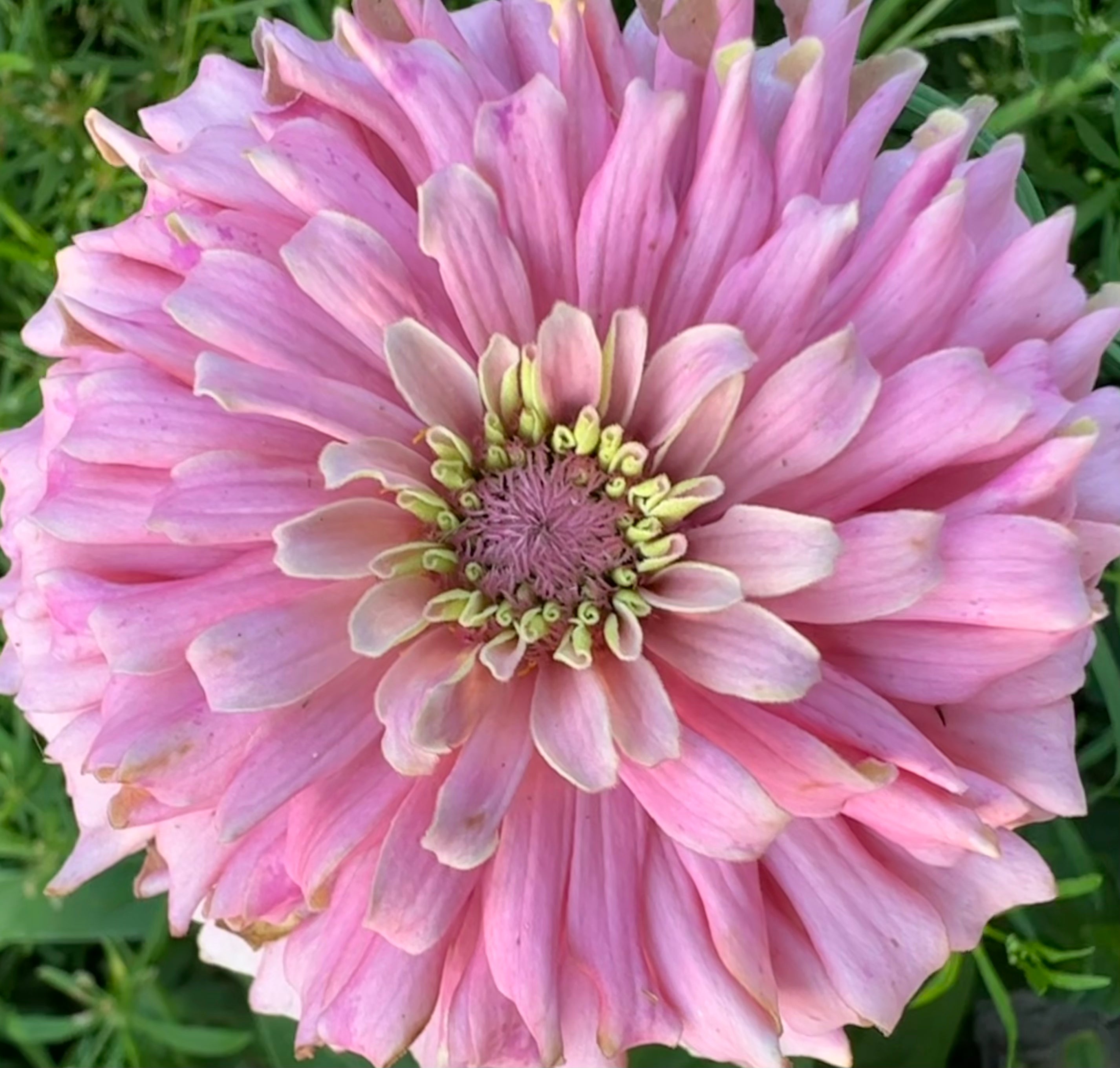 Zinnia Blushing Bride Mix Seed