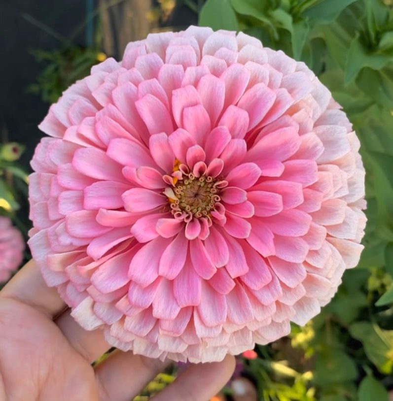 zinnia flower seed mix Double Bubble Zinnia Seed Mix