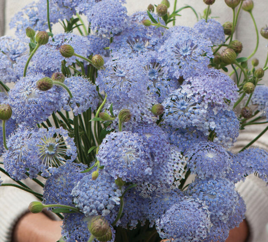 blue lace flower seeds Lavender Blue Didiscus Cut Flower Seeds – ZinniaSeeds.com
