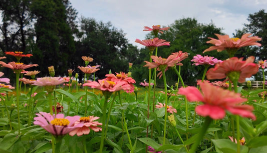 An Organic Method For Treating Powdery Mildew In Zinnias