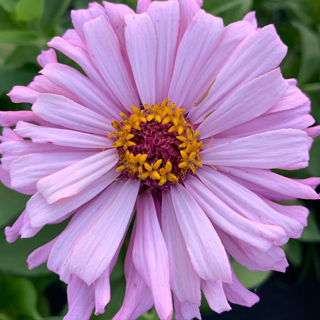 Farewell to our lilac zinnias