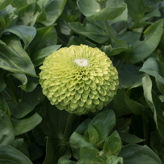 Giant Lime double zinnia bloom showing layered petals