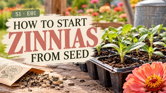 How to Start Zinnias From Seed
