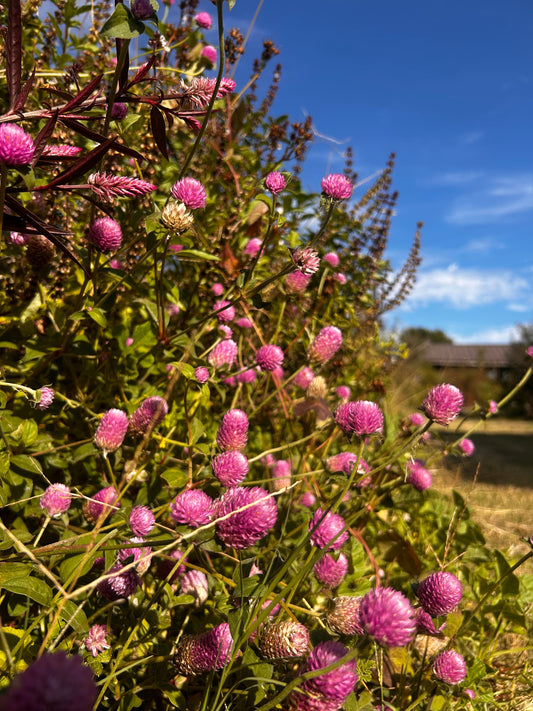 A Few Last Blooms Before the Farm Gets Quieter