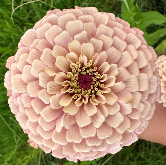 Double vs. Single Zinnia Flowers: Which Should You Grow?